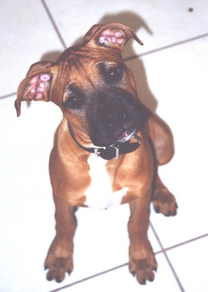 puppy 1