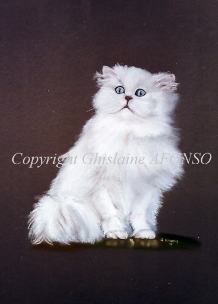 Persan Chinchilla
