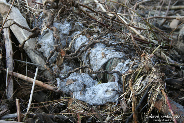 Flood Weavings
