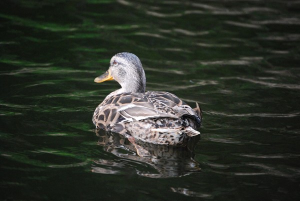 Swimming Away