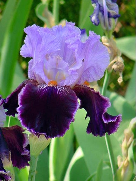 Mom's Iris