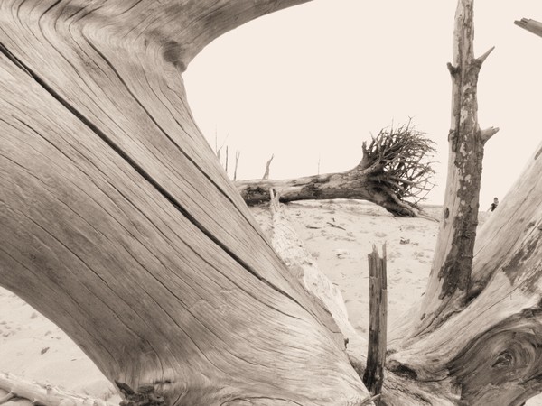 Lake Michigan- Sand and fallen trees