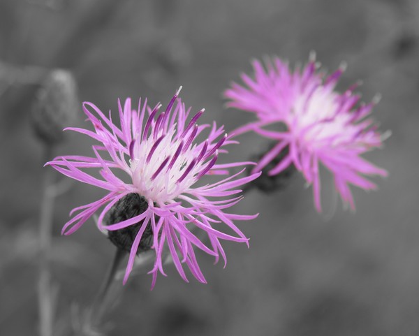 Thistle