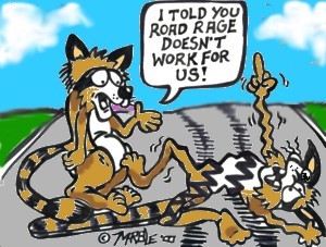 Racoon rage