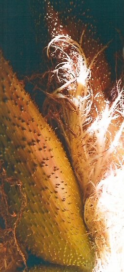 gunnera