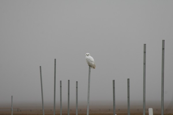 I Heard the Owl Call My Name