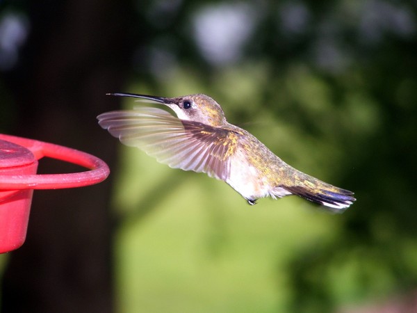 close up hummer female