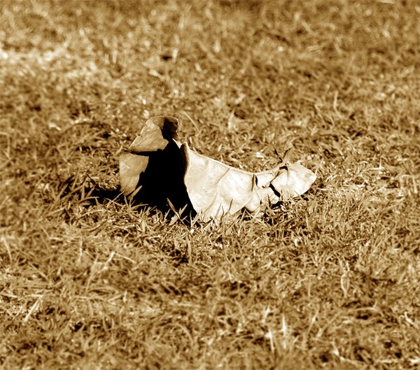 fallen beauty