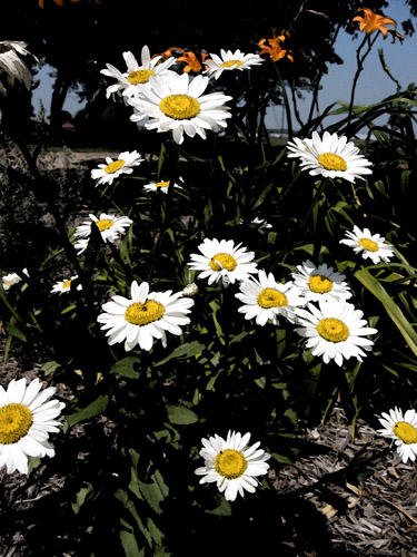 Daisies