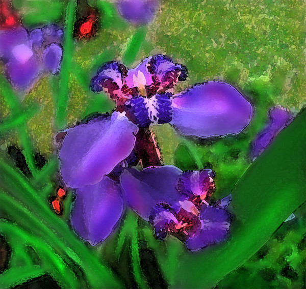 BLUE IRIS FOR DON