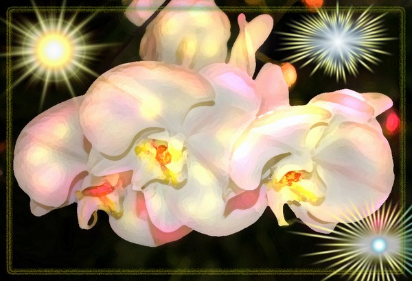 ORCHIDS KISSED WITH BERRY STAINED LIPS