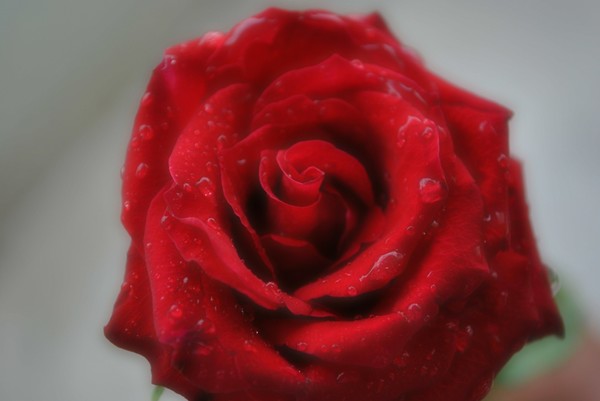 Be my valentine