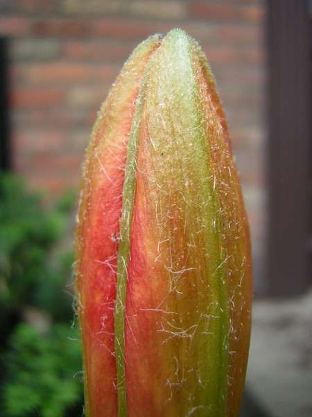 About to Bloom