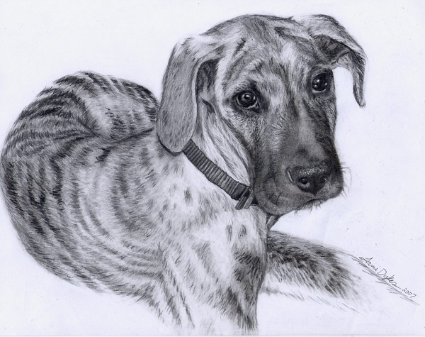 Great Dane