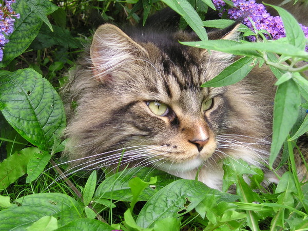Mitch and Buddleia