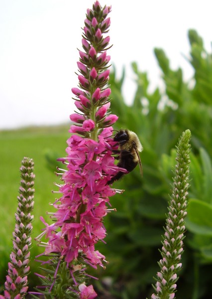 Then the Bee Laughed at Me