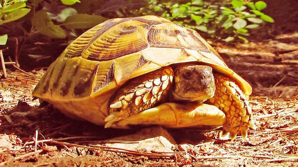 Afternoon with a turtle