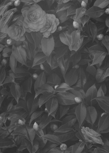 Study in Black and White