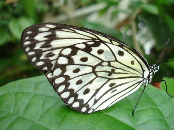 Black & White Butterfly