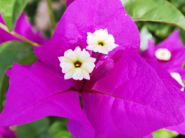 Fuschia Beauty