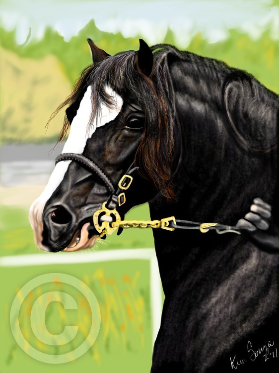 Proud Stallion