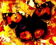 Collage Butterfly II