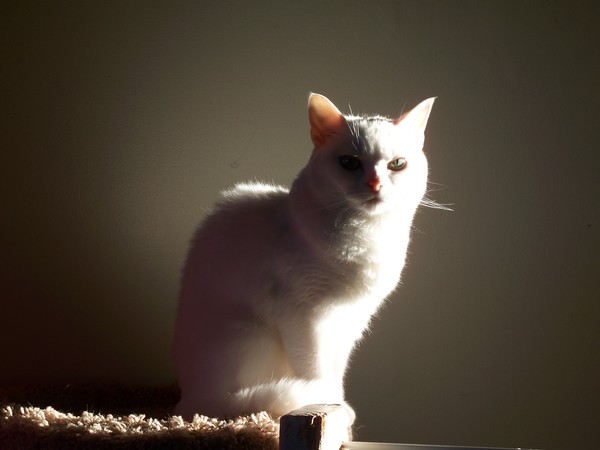 Ivory Sunlight