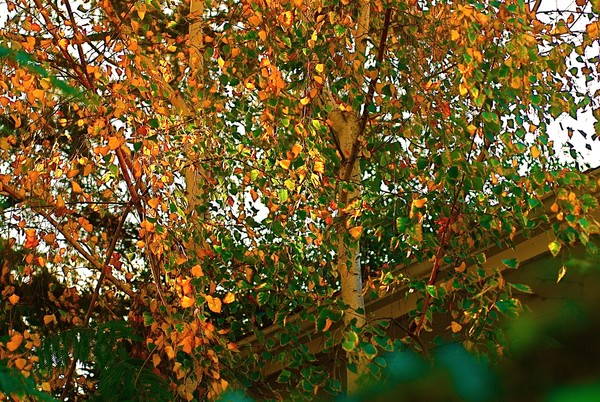 Autumn Colors