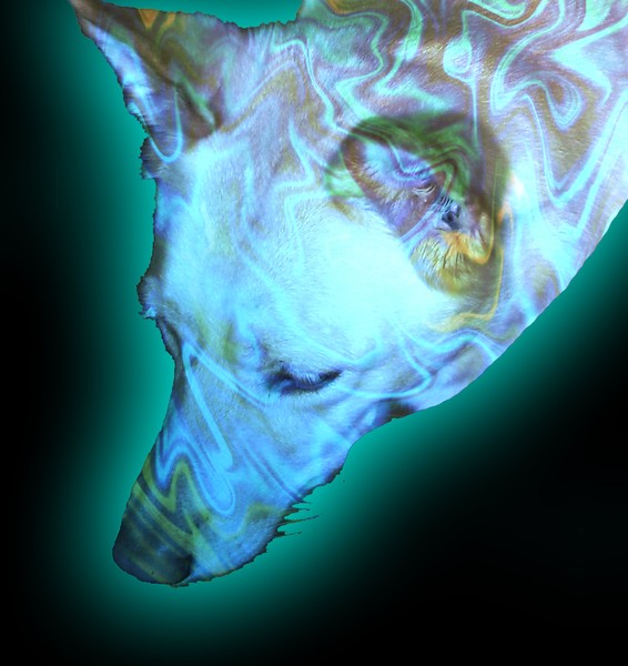 icy Wolf