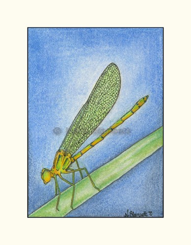Dragonfly ACEO