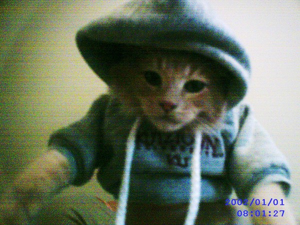 College Kitty