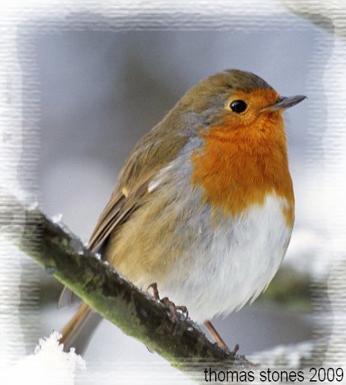 robin in the garden today