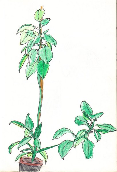plant