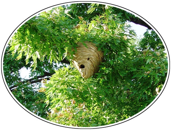 Hornet's Nest