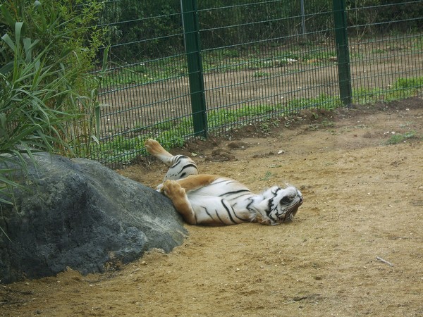 I.O.W. TIGERS