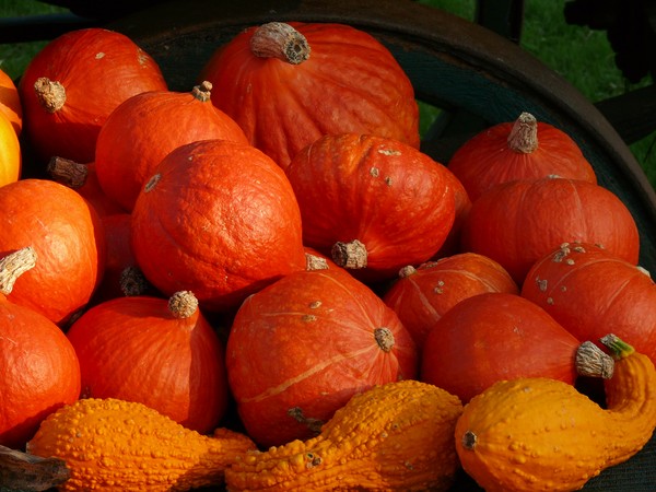 pumpkins on a cart