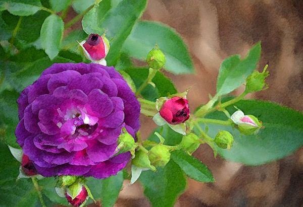 BLOOMing in Stages