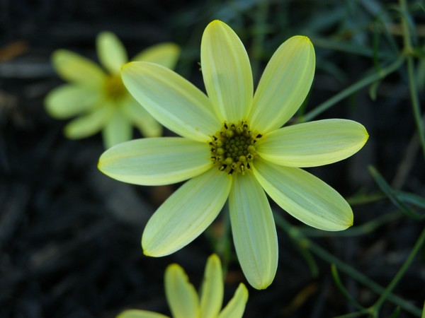 Blossom of Light