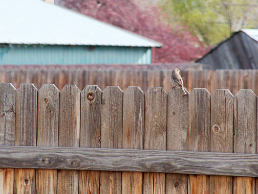 Bird On Fence