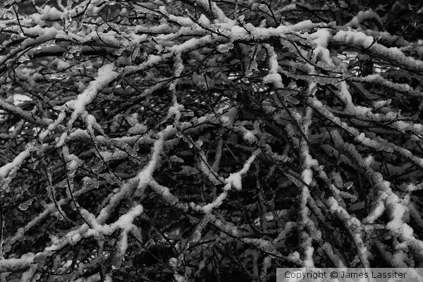 Frozen Branches