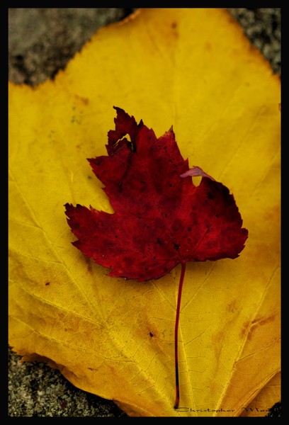Red on yellow