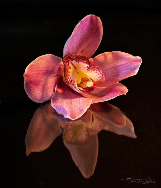 Orchid dark