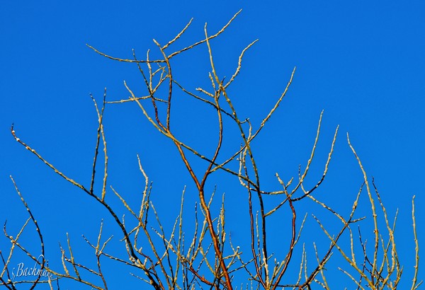 New shoots of spring !