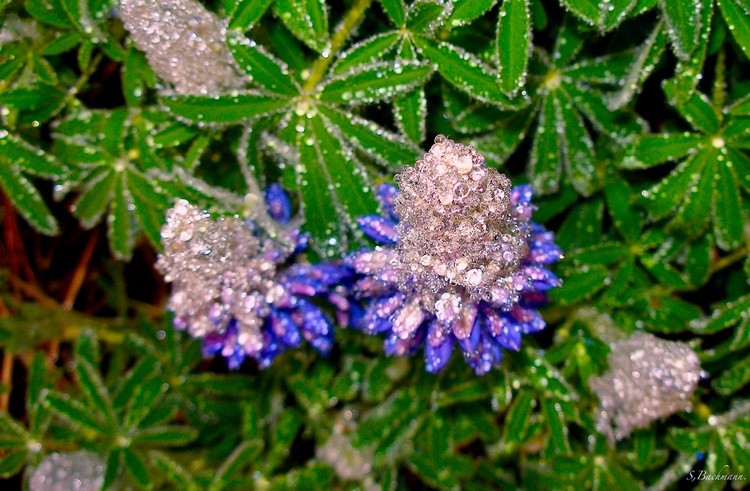 Just like a Dimond .