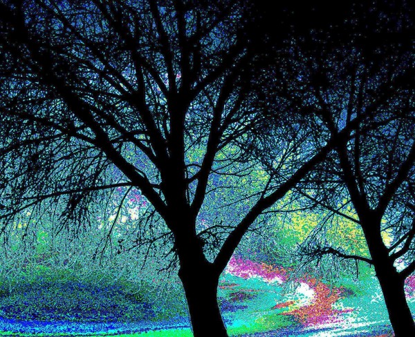 Crown Beach Trees