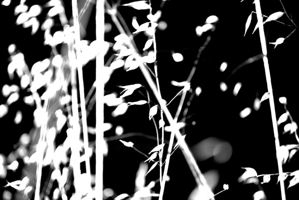 WEEDS