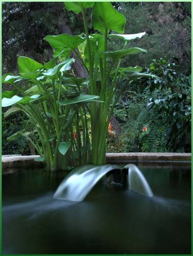 Pond 	