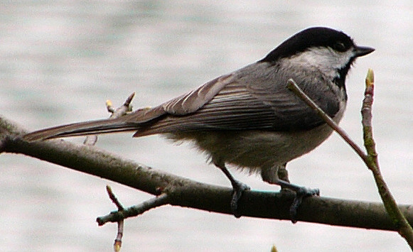CHICKADEE