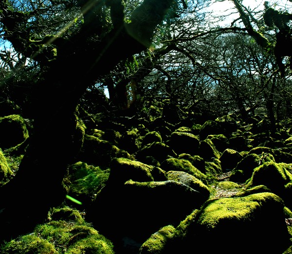 WISTMANS WOODS 1