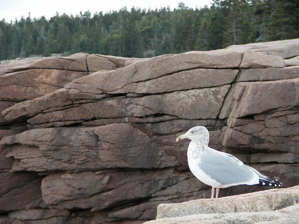 Seagull at Acadia